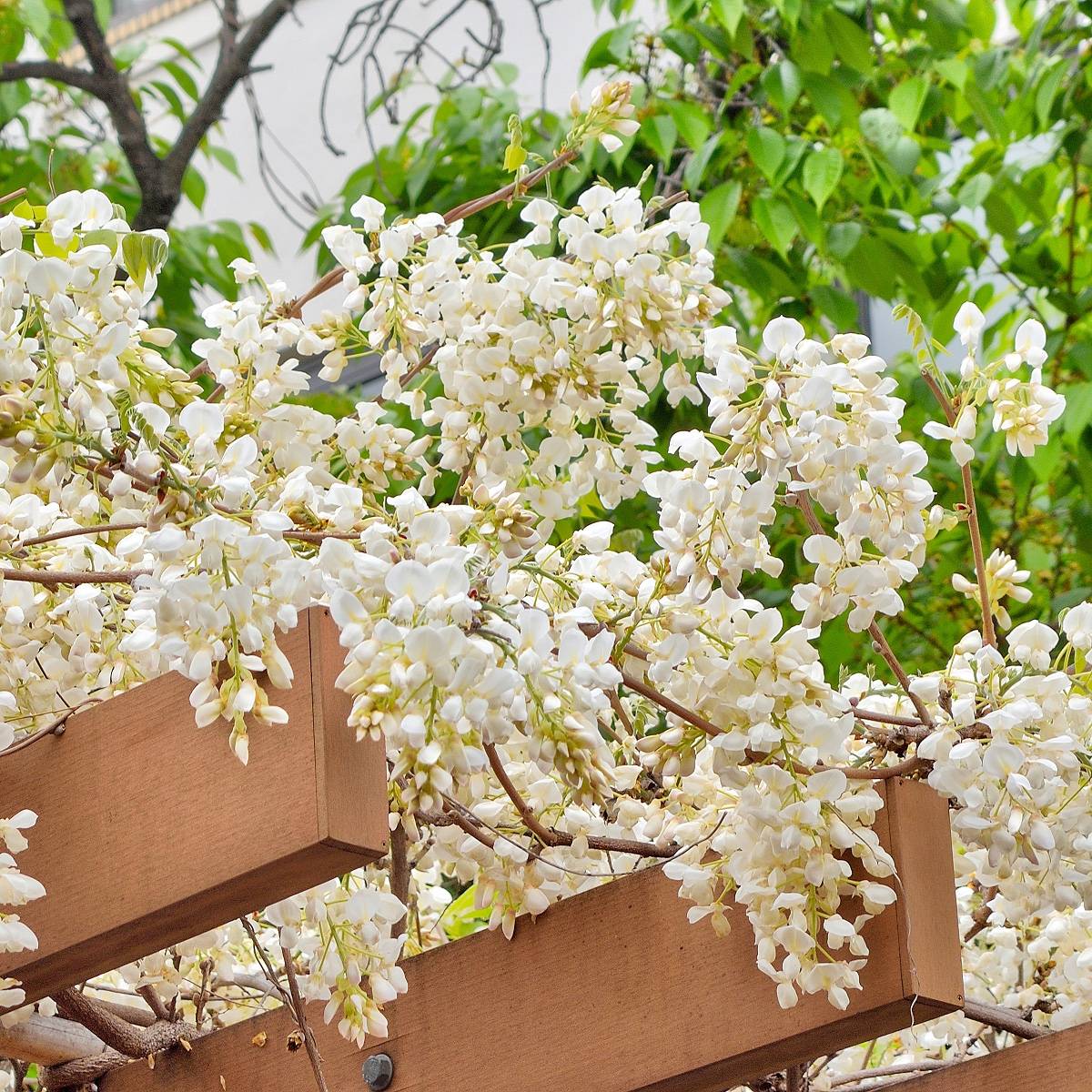 Glycine - Wisteria brachybotrys White Silk Pot de 4L/5L