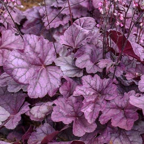Promesse de Fleurs - Heuchère - Heuchera Pink Panther Godet de 8/9 cm
