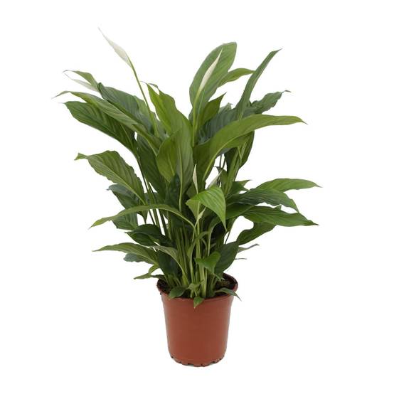 Spathiphyllum Torelli P17 - D17 H65cm - Image 1
