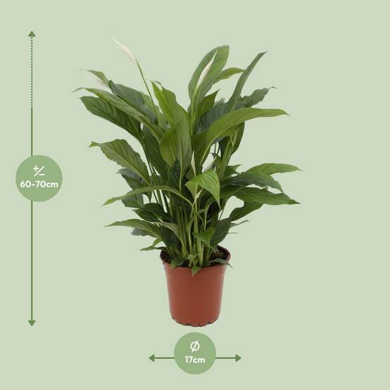 Spathiphyllum Torelli P17 - D17 H65cm - Image 2