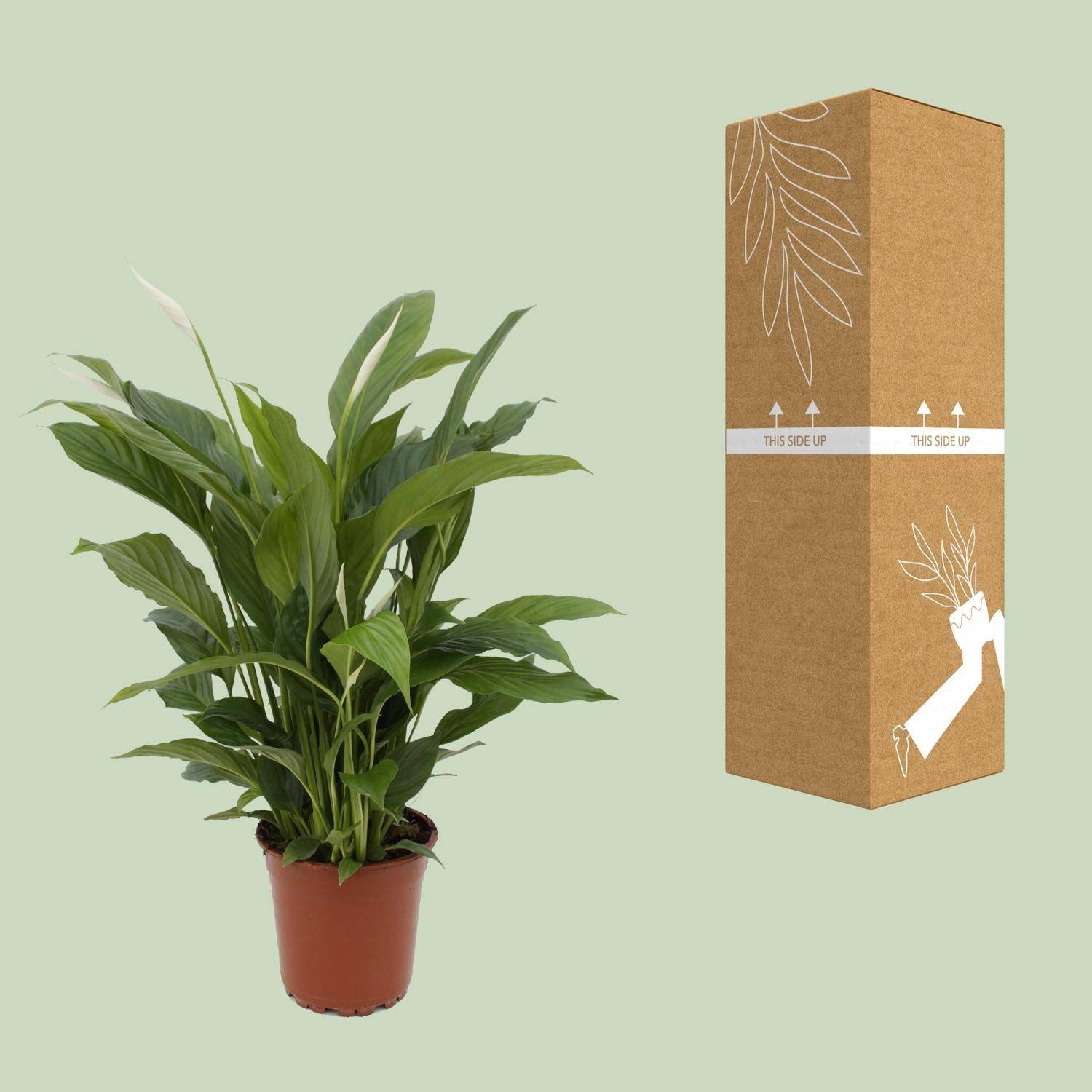 Spathiphyllum Torelli P17 - D17 H65cm - Image 3