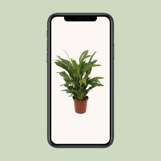 Spathiphyllum Torelli P17 - D17 H65cm - Image 4