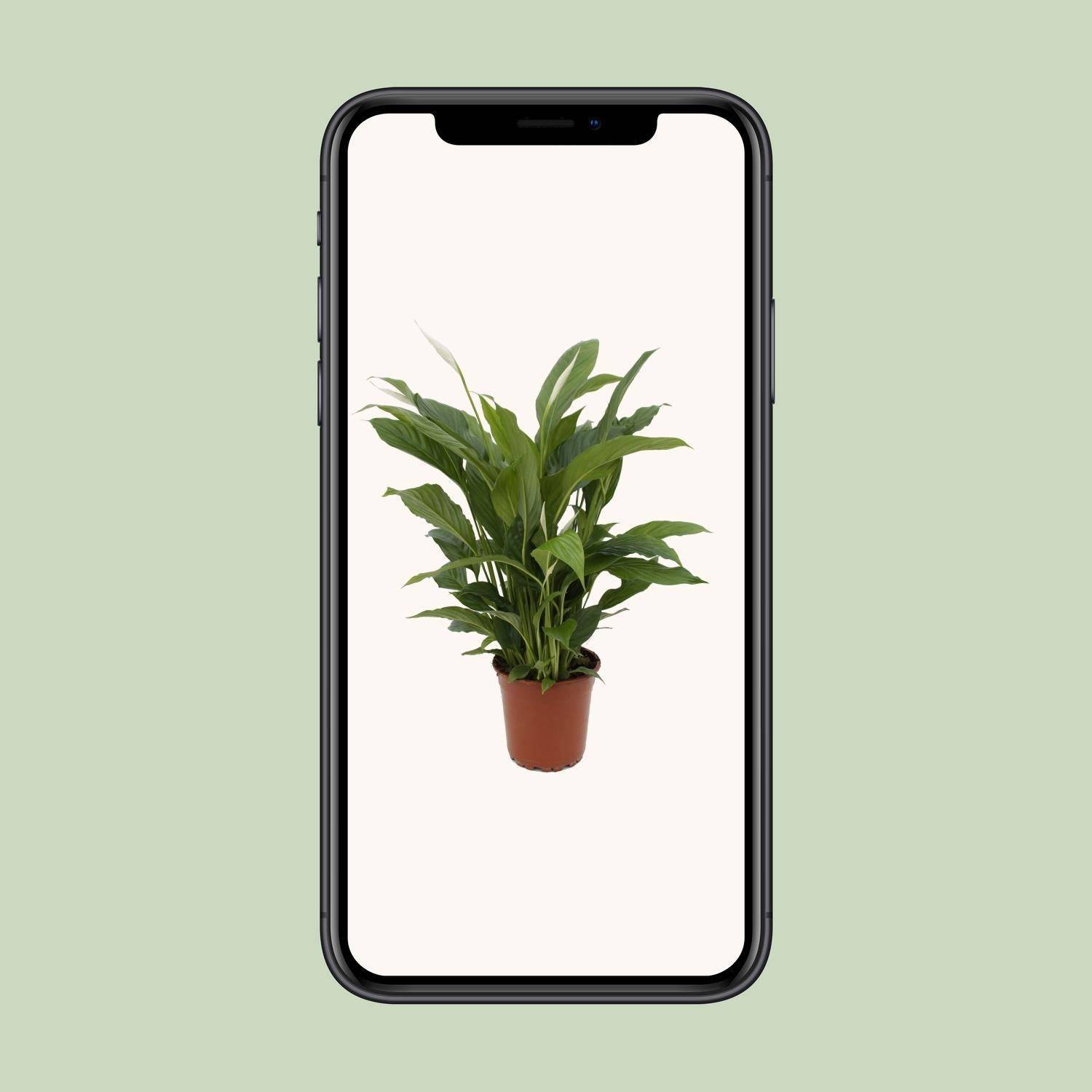 Spathiphyllum Torelli P17 - D17 H65cm - Image 4