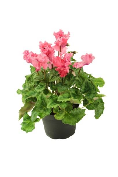 Fleuron D'Anjou - CYCLAMEN MINI CRISPINO Pot 10,5 cm - Image 1
