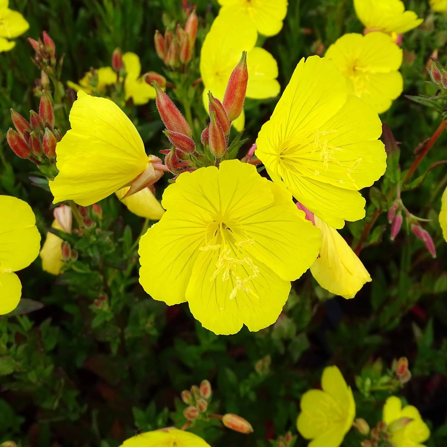 Promesse de Fleurs - Oenothera fruticosa Hohes Licht - Onagre  Godet de 8/9 cm