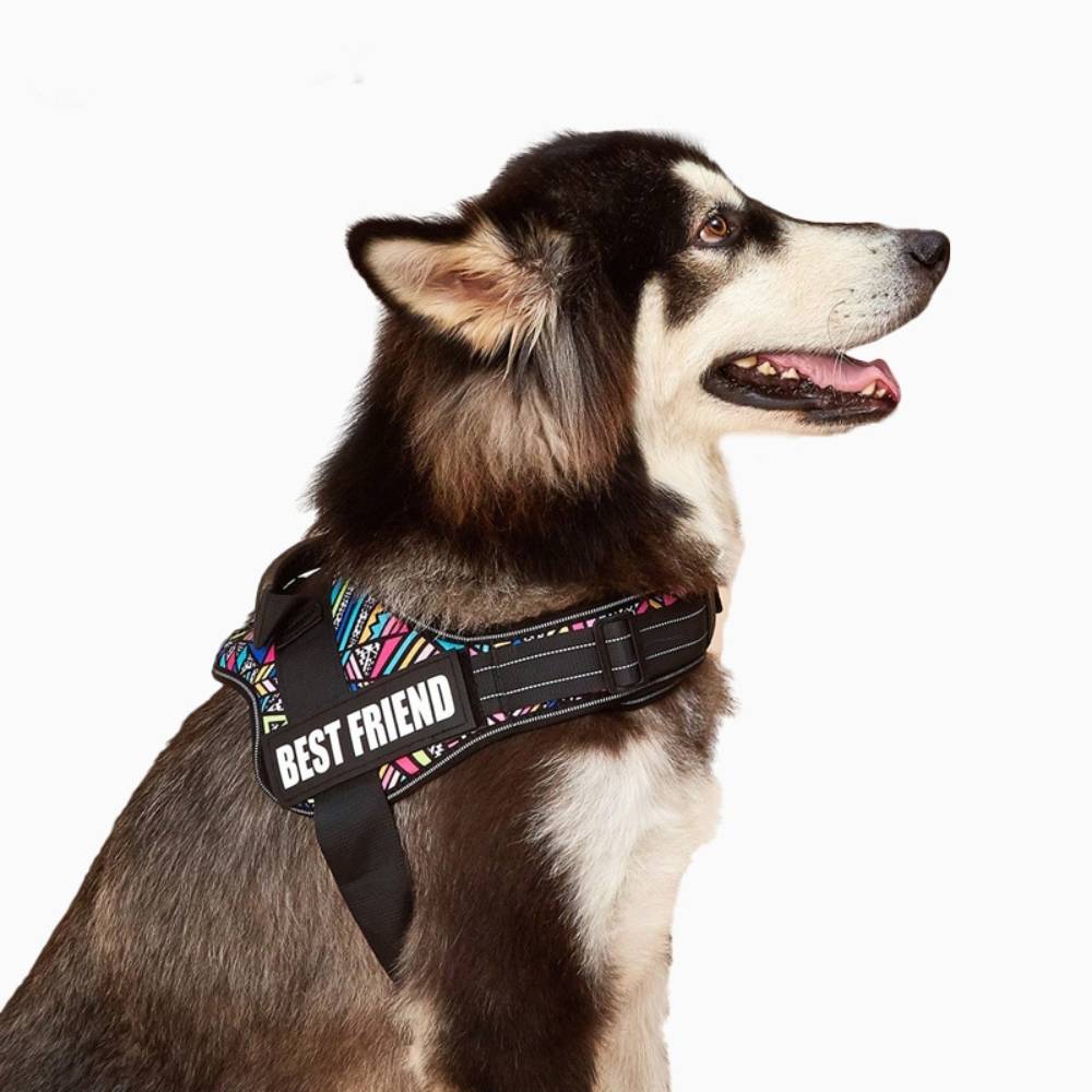 Harnais réglable en nylon pour chien l - IntiMeg - Image 4