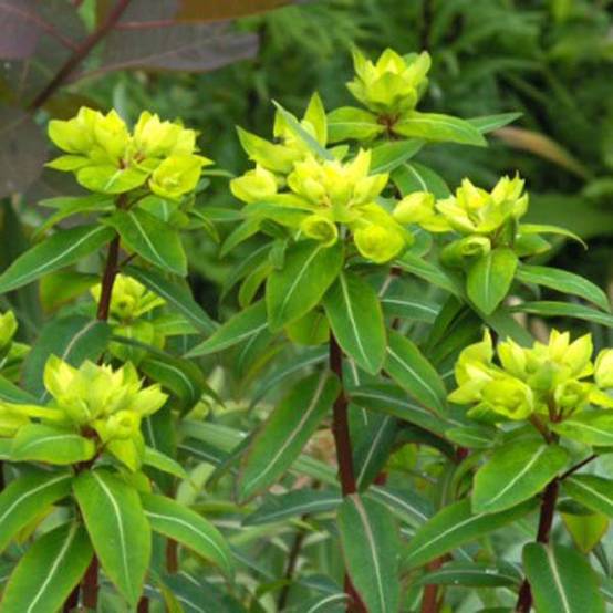 Euphorbe, Euphorbia Cornigera Godet de 8/9 cm