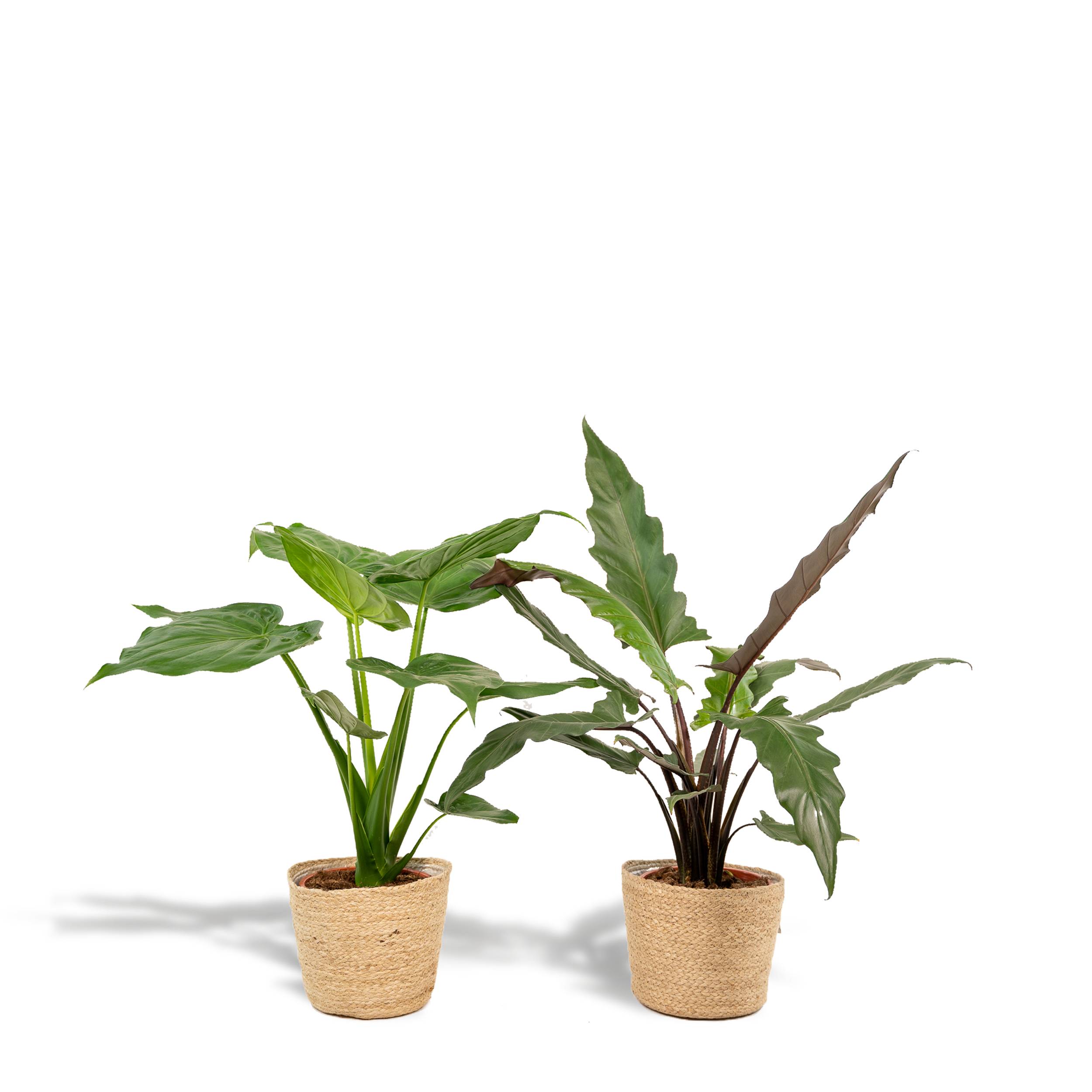 Alocasia Cucullata - Image 1