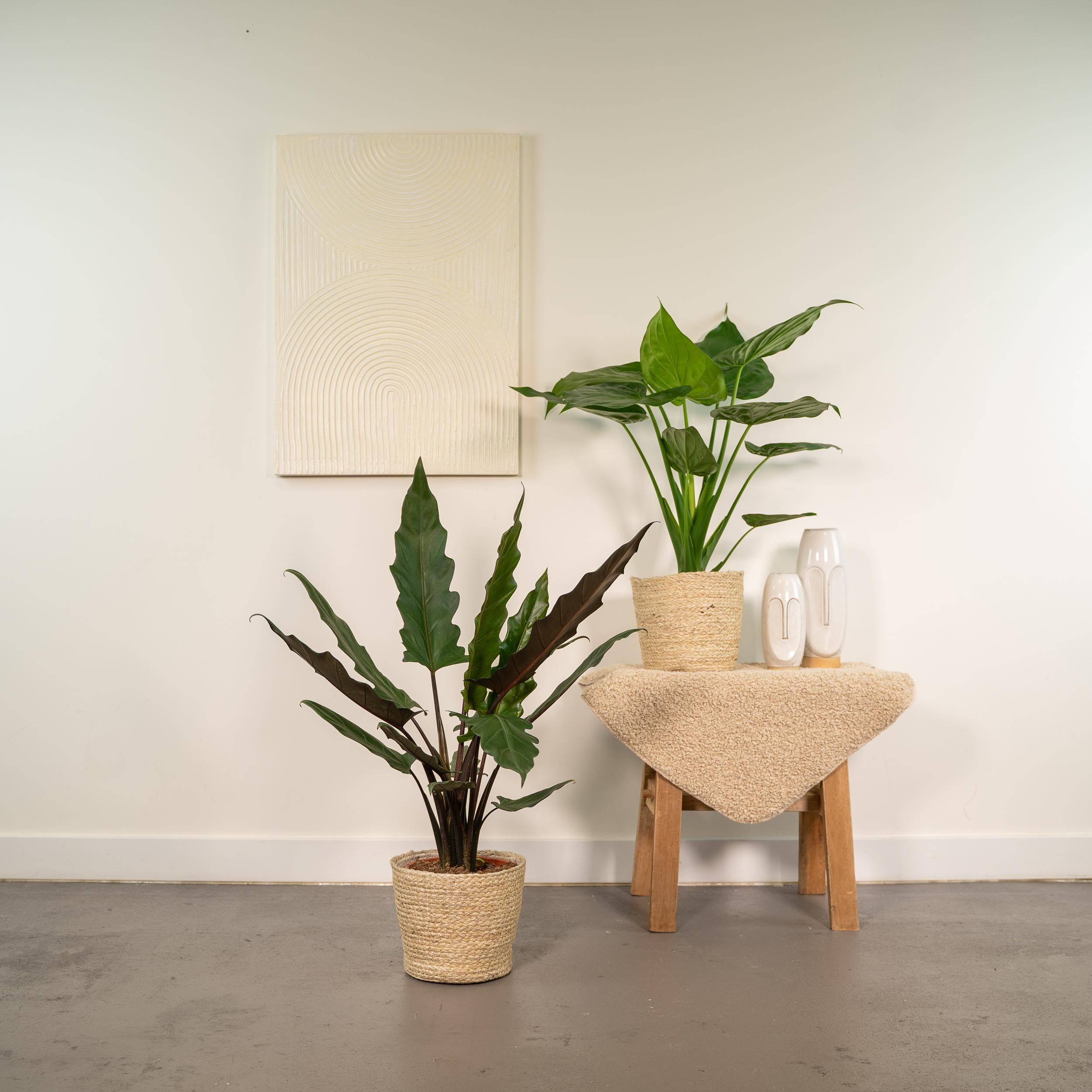 Alocasia Cucullata - Image 2