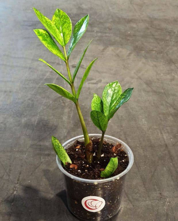 Zamioculcas Zamiifolia Chameleon D. 12cm H. 30cm - Plante d'intérieur - IndoorPoppies - Image 6