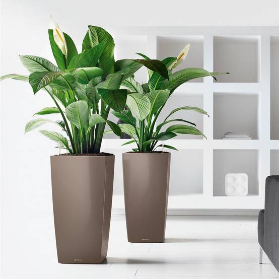 Lechuza - Cubico Premium 22 - kit complet, taupe brillant 41 cm Lechuza - Image 3