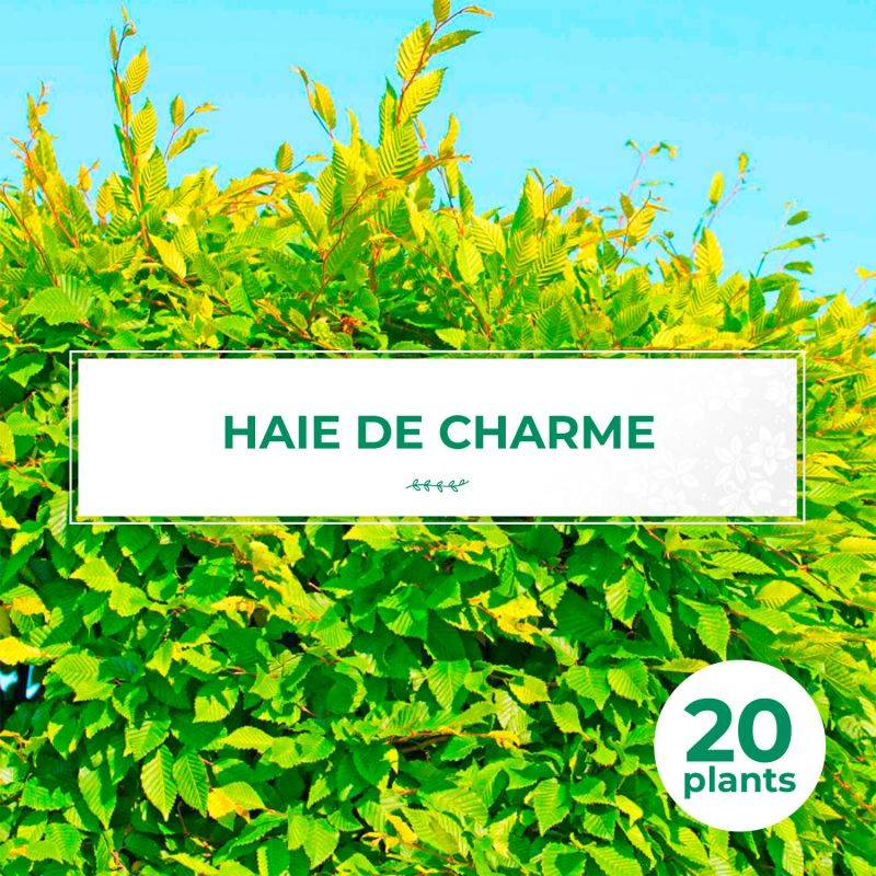 20 Charmes Commun (Carpinus Betulus) - Haie de Charmille -  - Pépinières Naudet - Image 1
