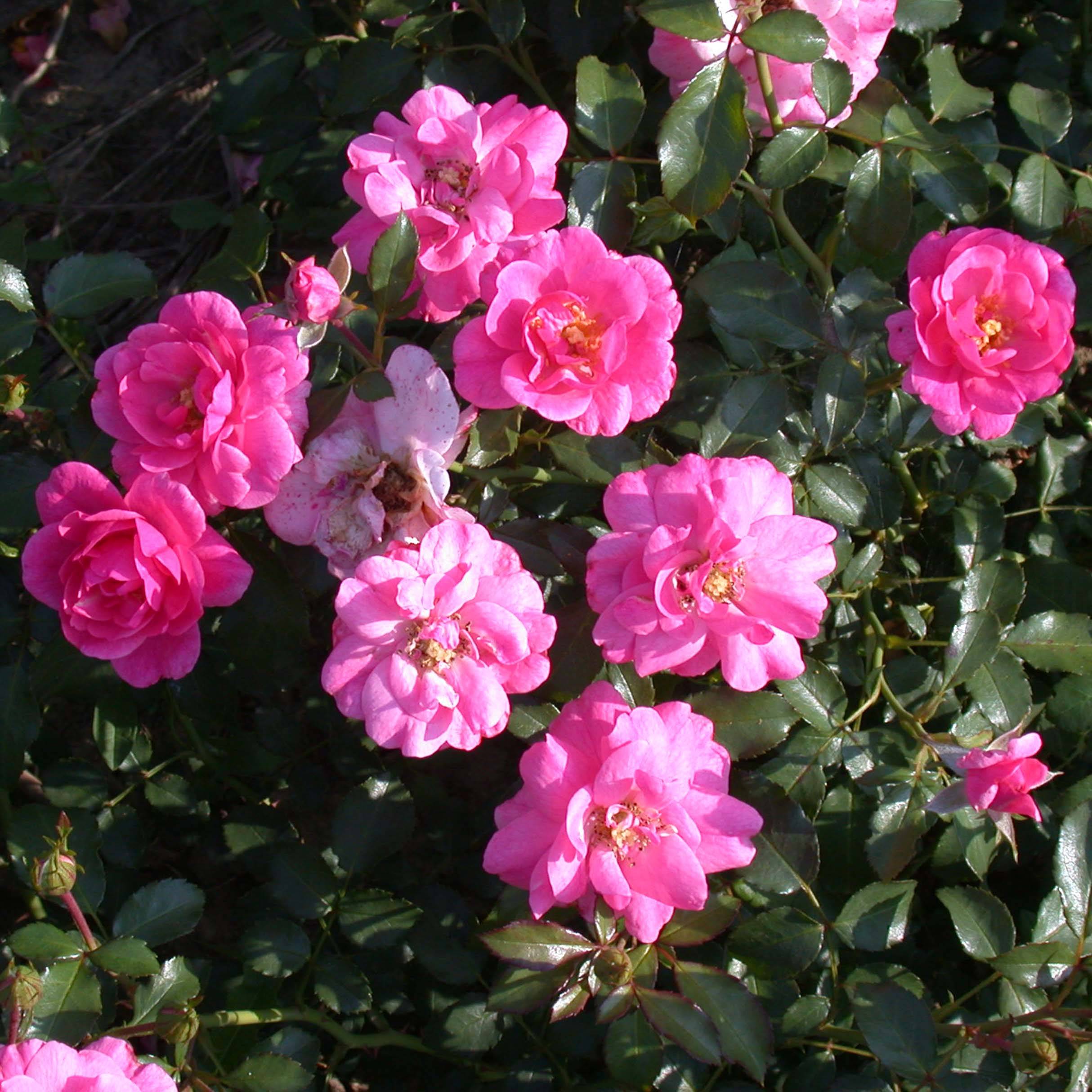 Promesse de Fleurs - Rosier couvre-sol Mirato Racines nues en motte