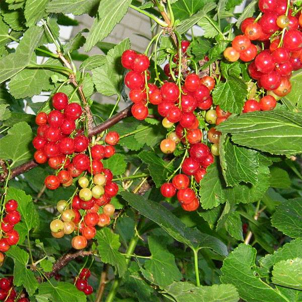 Groseillier à grappes London Market Pot de 1,5L/2L