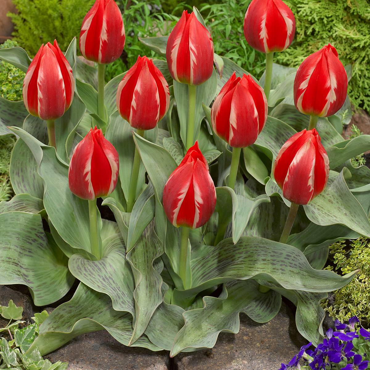 Promesse de Fleurs - Tulipe greigii Friendly Fire Bulbe calibre 12+ (par 10)