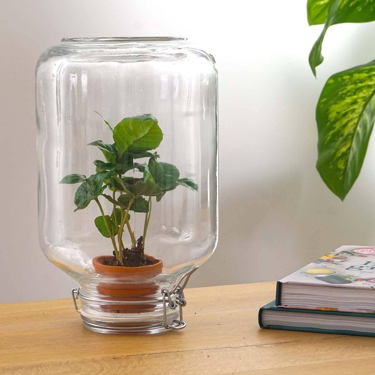 La Green Touch - Easyplant - Baby plante sous verre- La Green Touch   -