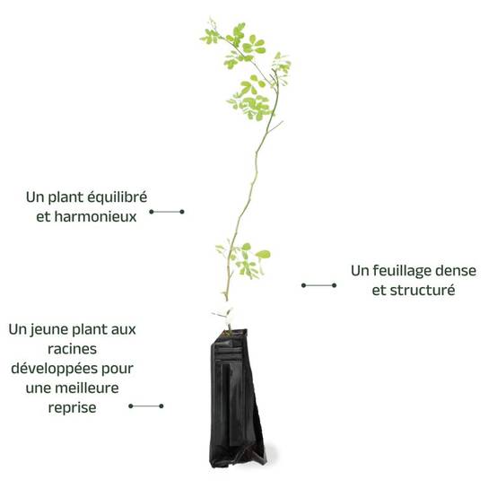 Coronille des jardins (Hippocrepis emerus) - Godet - Taille 30/50cm - Pépinières Naudet - Image 3