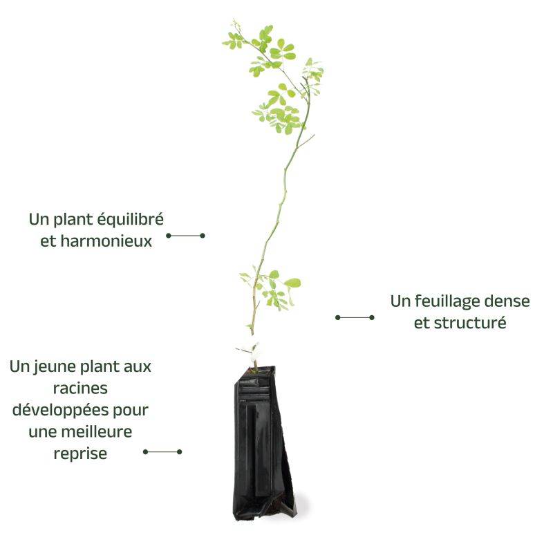 Coronille des jardins (Hippocrepis emerus) - Godet - Taille 30/50cm - Pépinières Naudet - Image 3