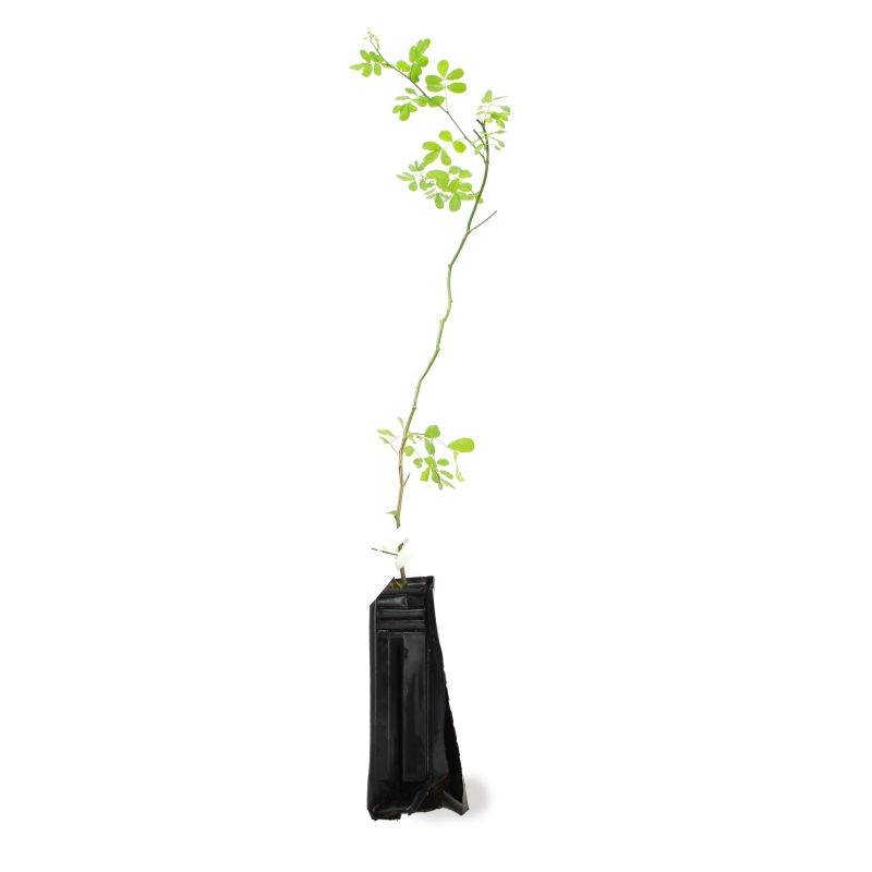 Coronille des jardins (Hippocrepis emerus) - Godet - Taille 30/50cm - Pépinières Naudet - Image 2