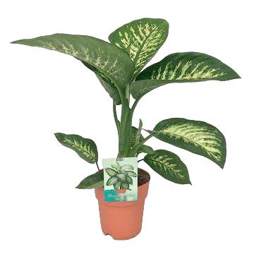 Dieffenbachia 'Tropic Snow' 70cm - Plante d'intérieur- La Green Touch - Image 1