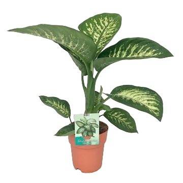 Dieffenbachia 'Tropic Snow' 70cm - Plante d'intérieur- La Green Touch - Image 2