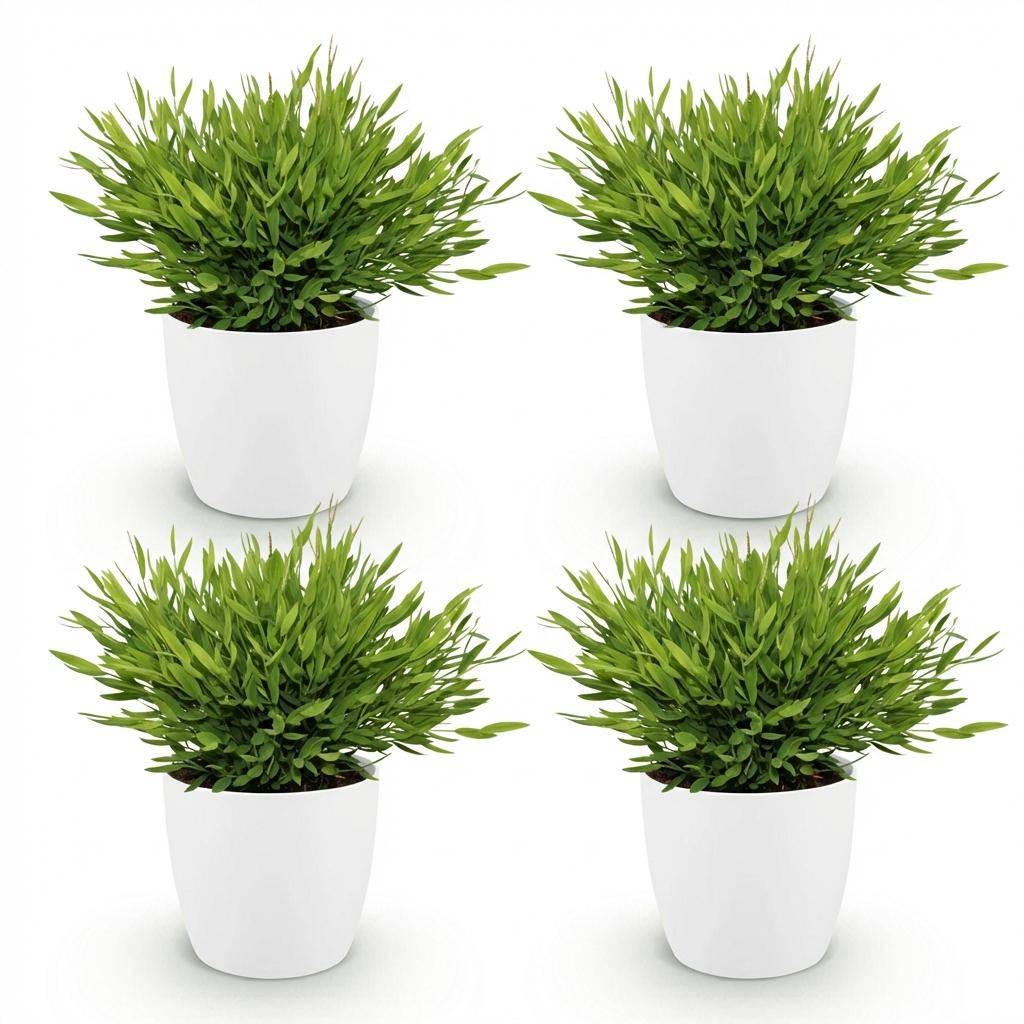 Bamusa Pogonatherum Monica - Pet-friendly - Bambou miniature - Pot de 12cm - Hauteur 20cm - 4 plantes - Blanc - Plantes d'intérieur - Image 2