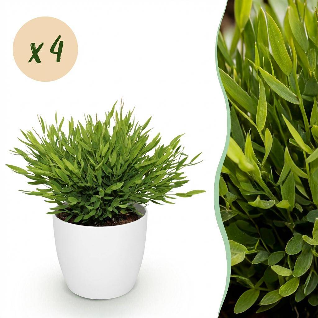 Bamusa Pogonatherum Monica - Pet-friendly - Bambou miniature - Pot de 12cm - Hauteur 20cm - 4 plantes - Blanc - Plantes d'intérieur - Image 1