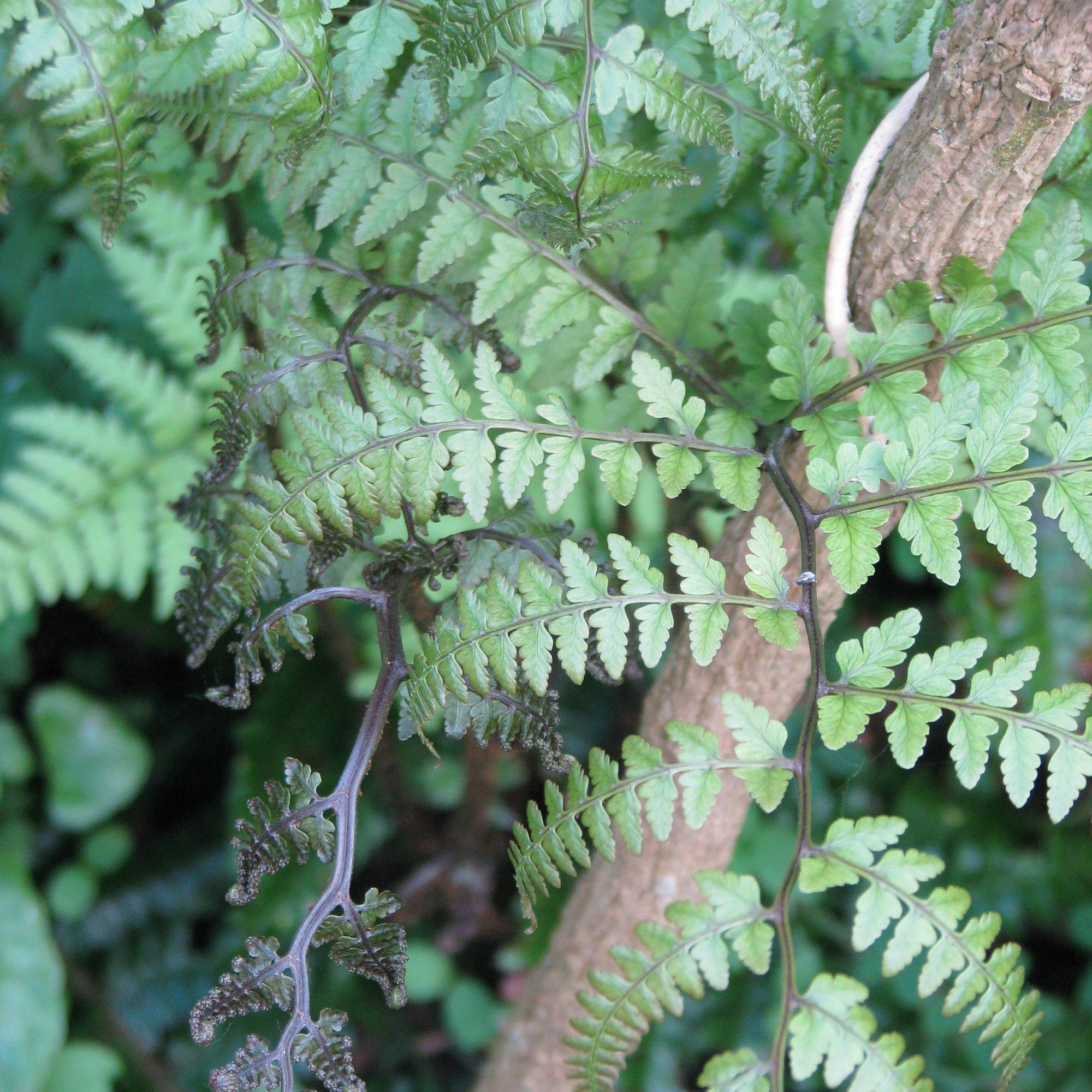 Promesse de Fleurs - Athyrium otophorum var. okanum - Fougère femelle du Japon Pot de 2L/3L