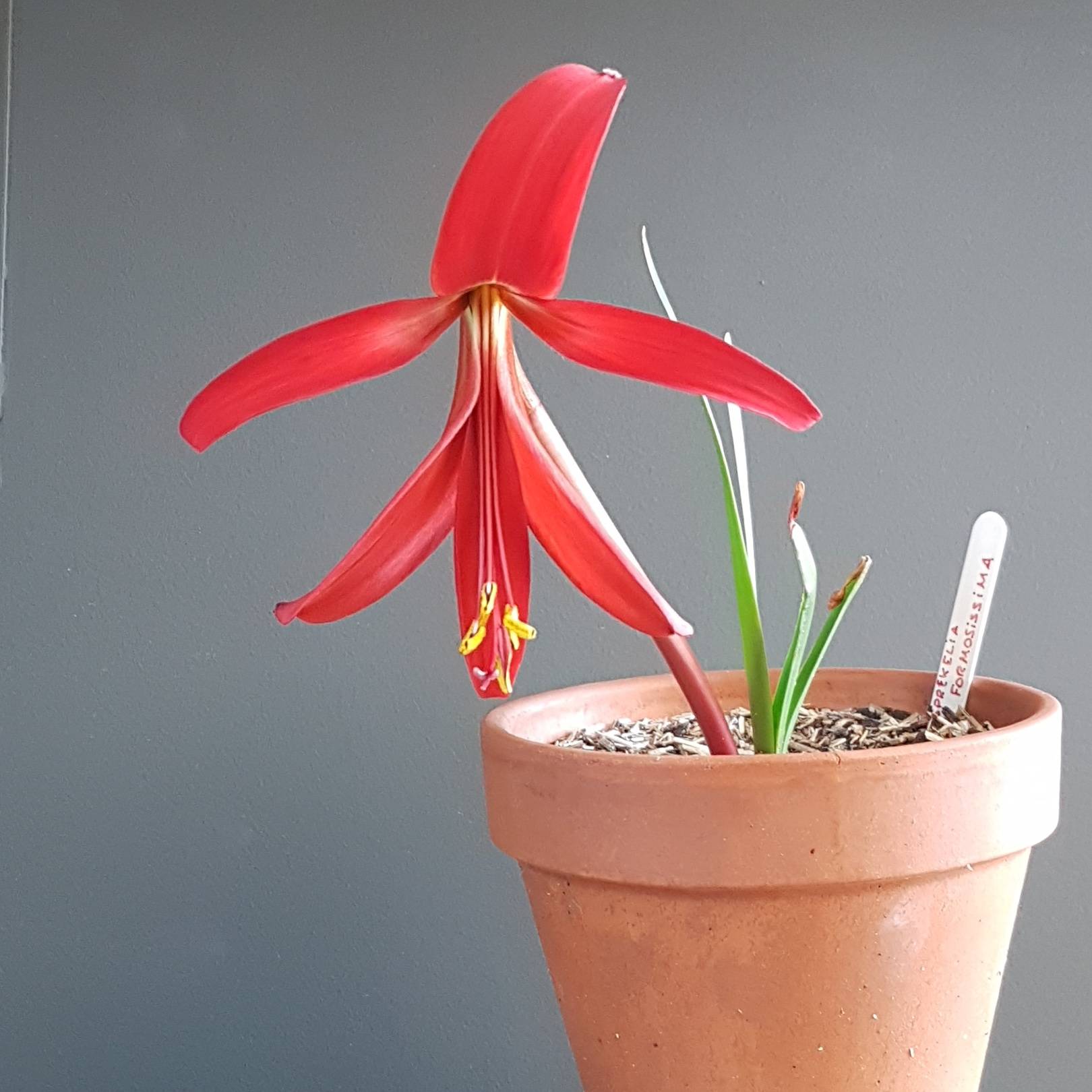 Sprekelia formosissima - Lis de St Jacques Bulbe calibre 16+