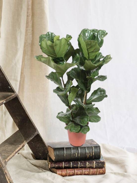La Green Touch - Ficus Lyrata 100cm - Plante d'intérieur- La Green Touch - Image 1