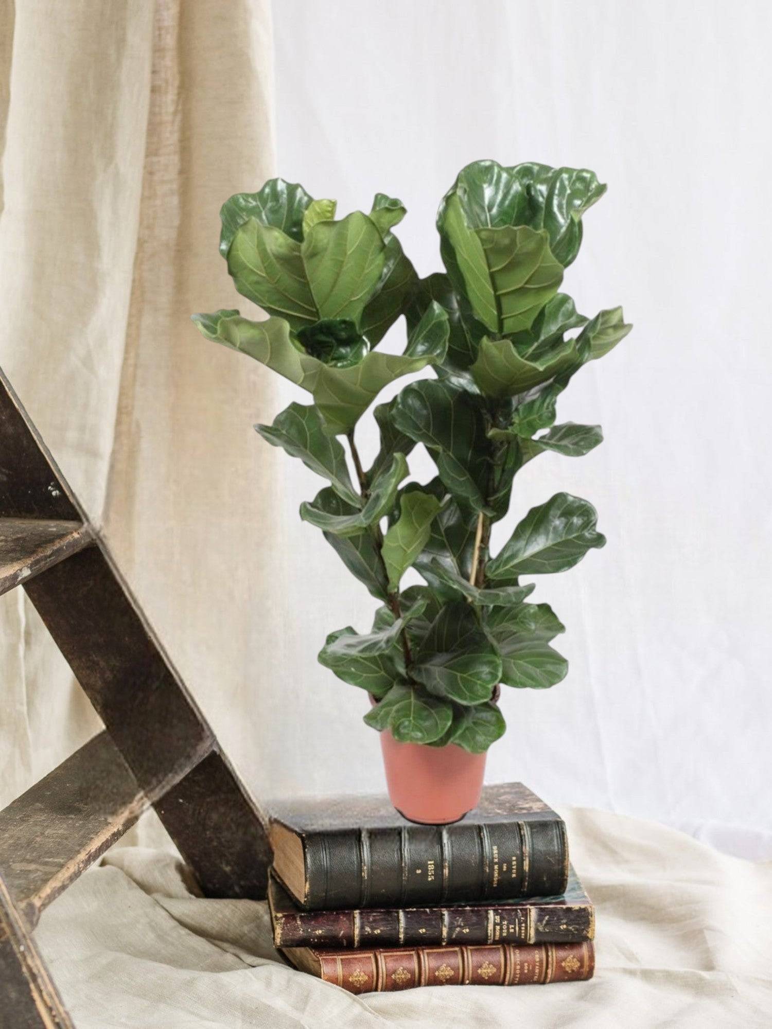 La Green Touch - Ficus Lyrata 100cm - Plante d'intérieur- La Green Touch - Image 1