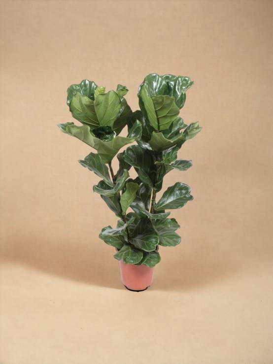 La Green Touch - Ficus Lyrata 100cm - Plante d'intérieur- La Green Touch - Image 2