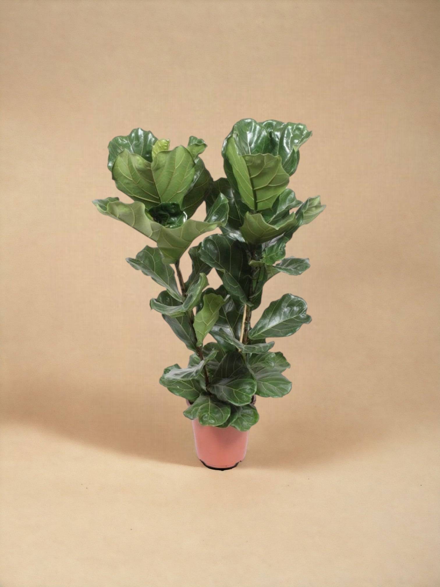 La Green Touch - Ficus Lyrata 100cm - Plante d'intérieur- La Green Touch - Image 2