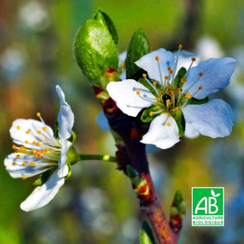 Prunier 'Mirabelle de Nancy' BIO (Prunus domestica 'Mirabelle de Nancy') - Scion de 100cm - Pépinières Naudet - Image 2