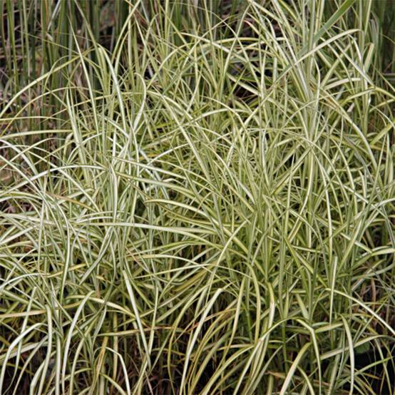 Promesse de Fleurs - Carex muskingumensis Silberstreif - Laîche d'Amérique Godet de 8/9 cm