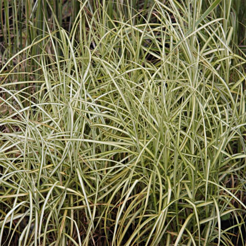 Promesse de Fleurs - Carex muskingumensis Silberstreif - Laîche d'Amérique Godet de 8/9 cm