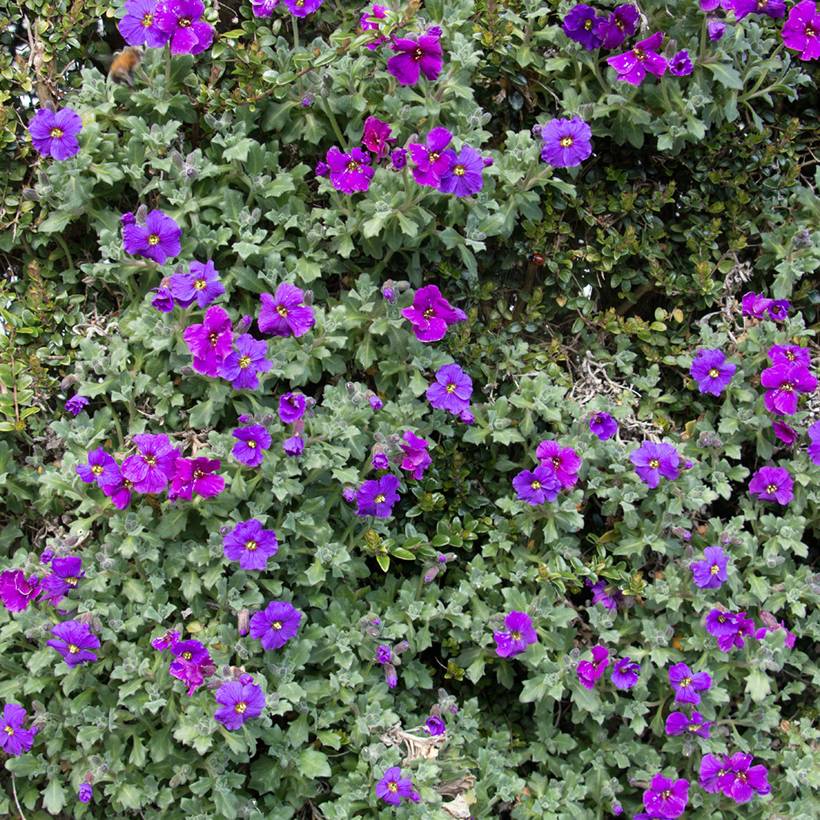 Graines d'Aubriète Purple Cascad le sachet de 500 graines environ (0,15g)