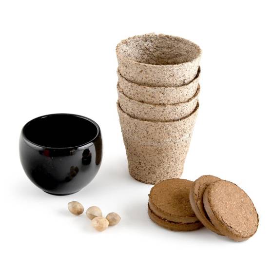 Radis et Capucine - Radis et Capucine - Kit Bonsaï - Ginkgo - Image 1