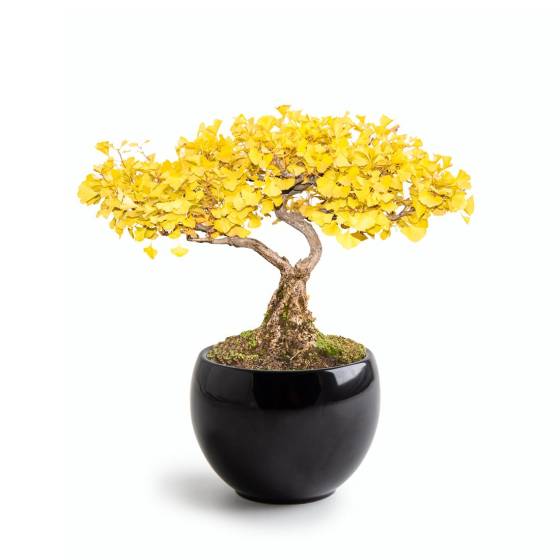 Radis et Capucine - Radis et Capucine - Kit Bonsaï - Ginkgo - Image 3