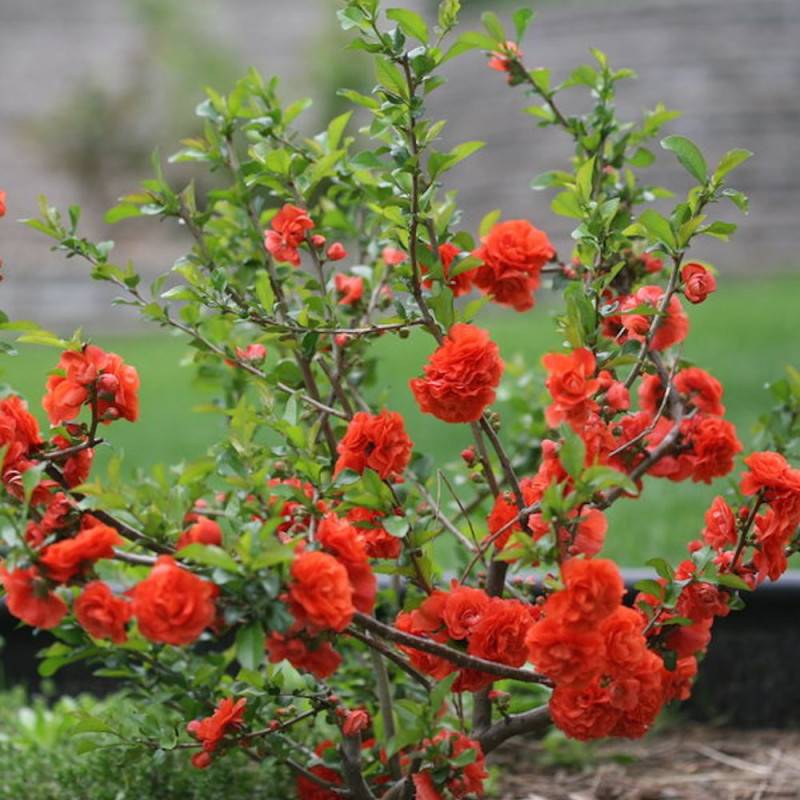 Cognassier du Japon Mango Storm® 'Mincha01', Chaenomeles à fleurs Rouge - feuillage Caduc - Pot de 3L - 20/40 cm-  hauteur à maturité De 3,00 m à 5,00 - Image 2