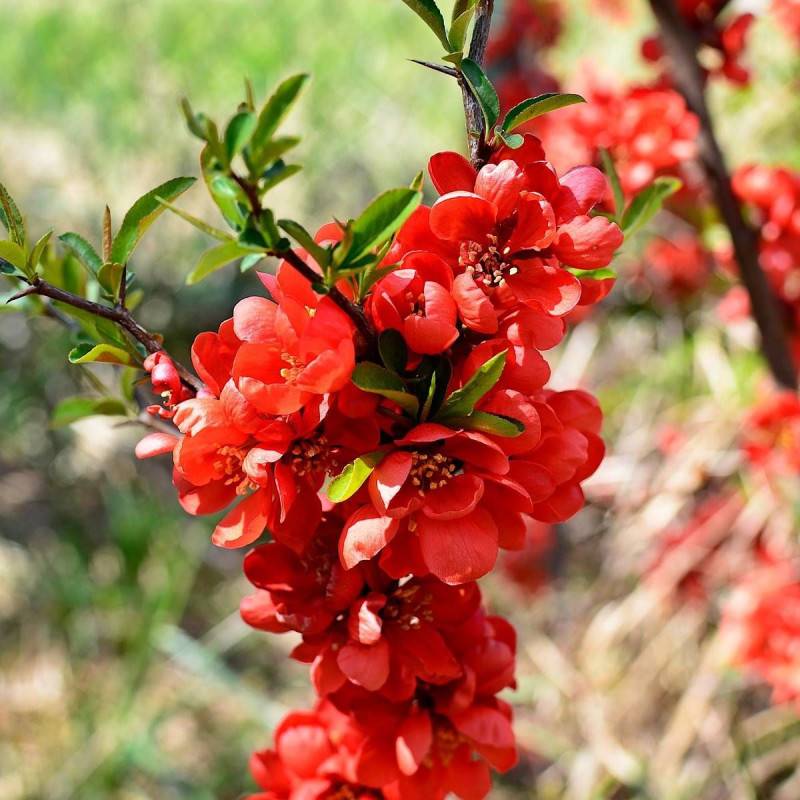 Cognassier du Japon Mango Storm® 'Mincha01', Chaenomeles à fleurs Rouge - feuillage Caduc - Pot de 3L - 20/40 cm-  hauteur à maturité De 3,00 m à 5,00 - Image 1