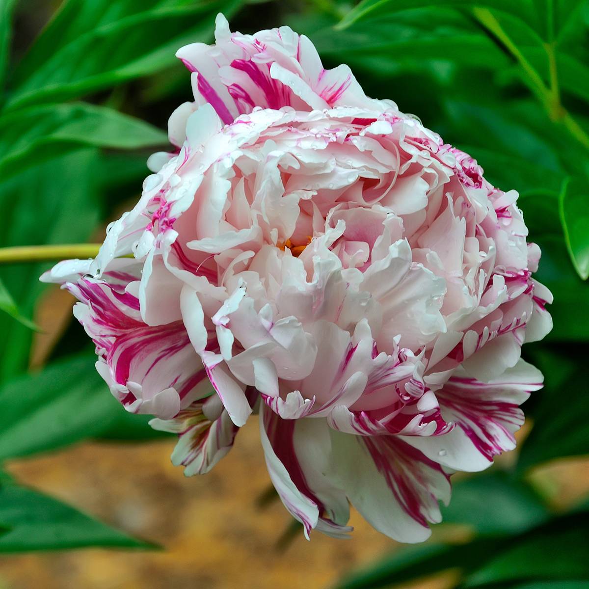 Promesse de Fleurs - Pivoine lactiflora Candy Stripe Souche 3/5 yeux