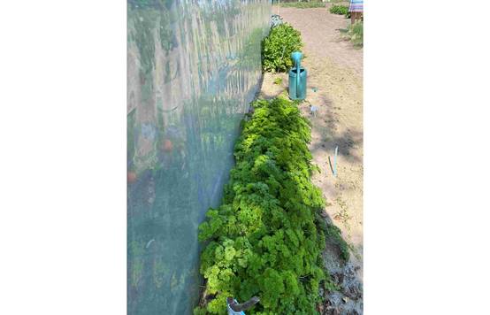 Serre tunnel de jardin - 36m² - 3 x 12 m - pieds droits - haute résistance à petit prix - LES SERRES TONNEAU - Image 5