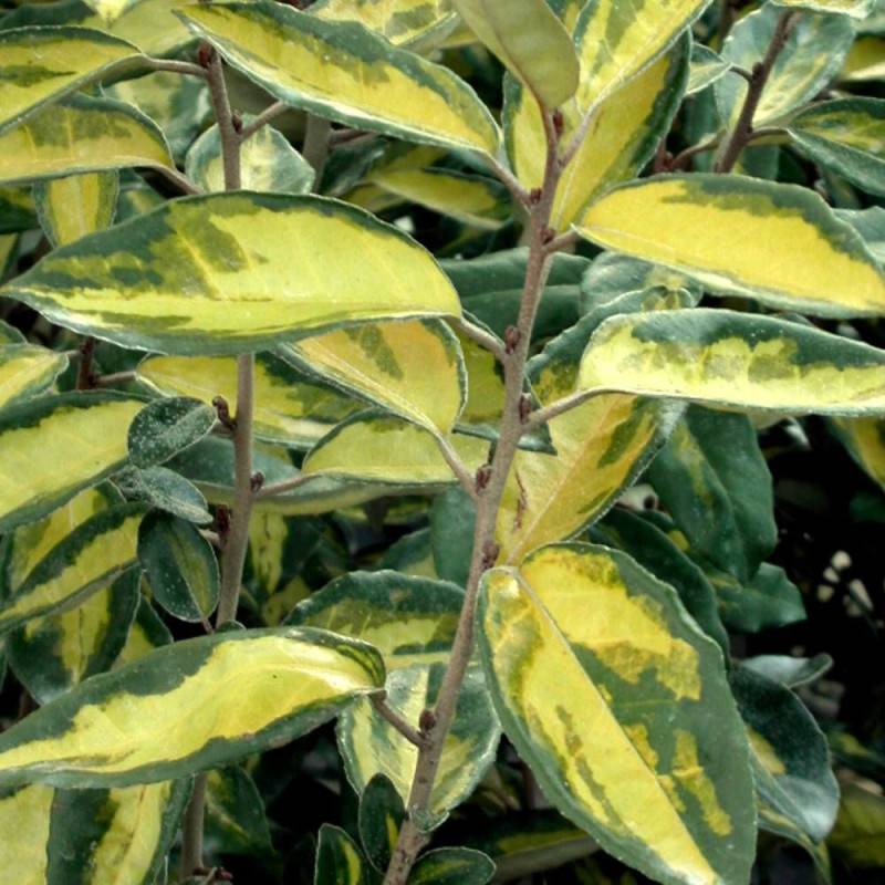 Elaeagnus panaché Viveleg®, Chalef à fleurs Blanche/Jaune - feuillage Persistant - Pot de 7,5L - 60/80 cm - Image 1