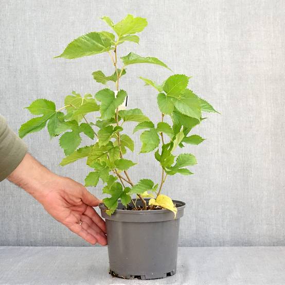 Morus alba Shin Tso - Mûrier blanc Pot de 3L/4L - Image 2