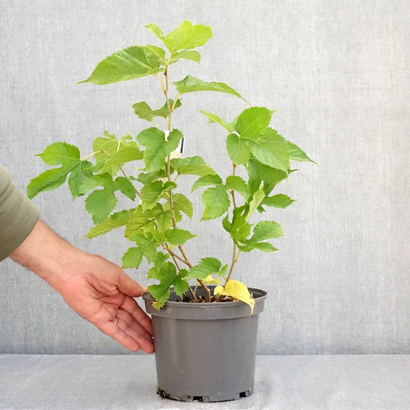 Morus alba Shin Tso - Mûrier blanc Pot de 3L/4L - Image 2