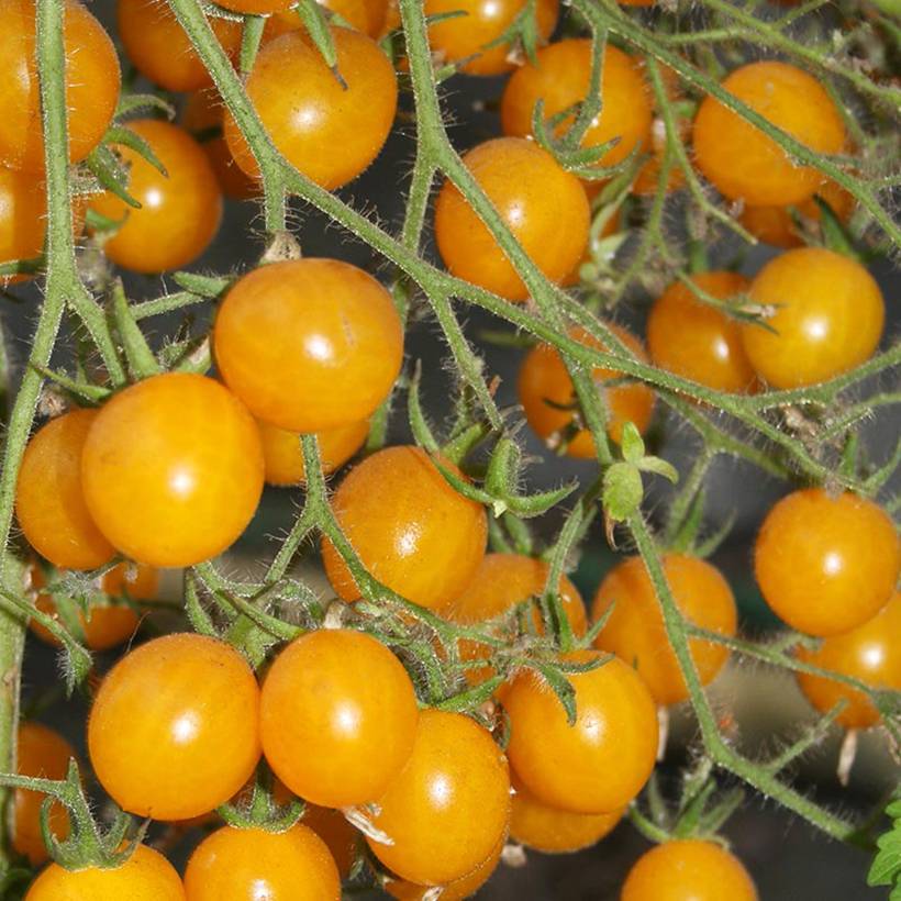 Tomate cerise Yellow Clementine BIO le sachet de 30 graines environ (0,1g)