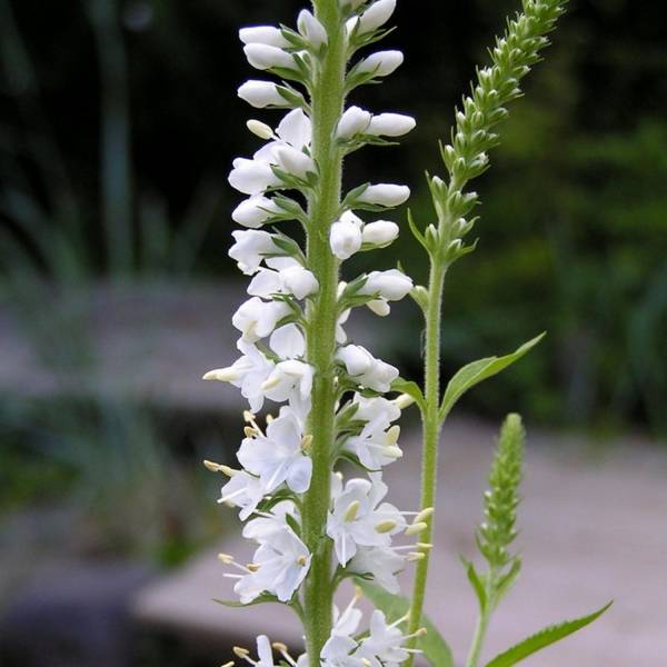 Veronica longifolia Charlotte® - Véronique à grandes feuilles Godet de 8/9 cm