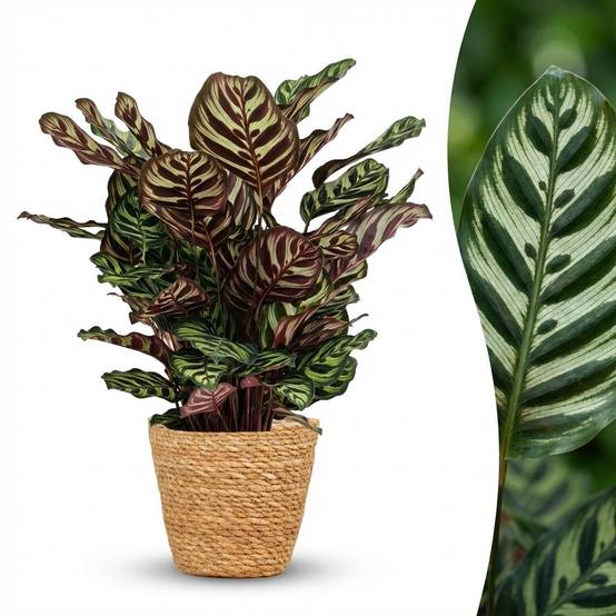 Plante Paon - H70cm - Image 3