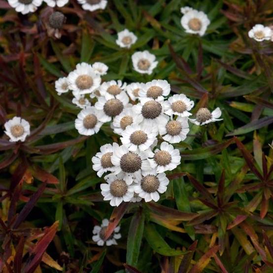Promesse de Fleurs - Achillée ptarmica Nana Compacta Godet de 8/9 cm